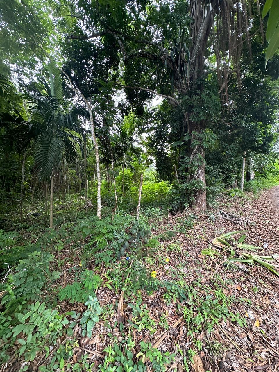Fifth image of Upton in Upton, St. Ann, Jamaica - property is For Sale