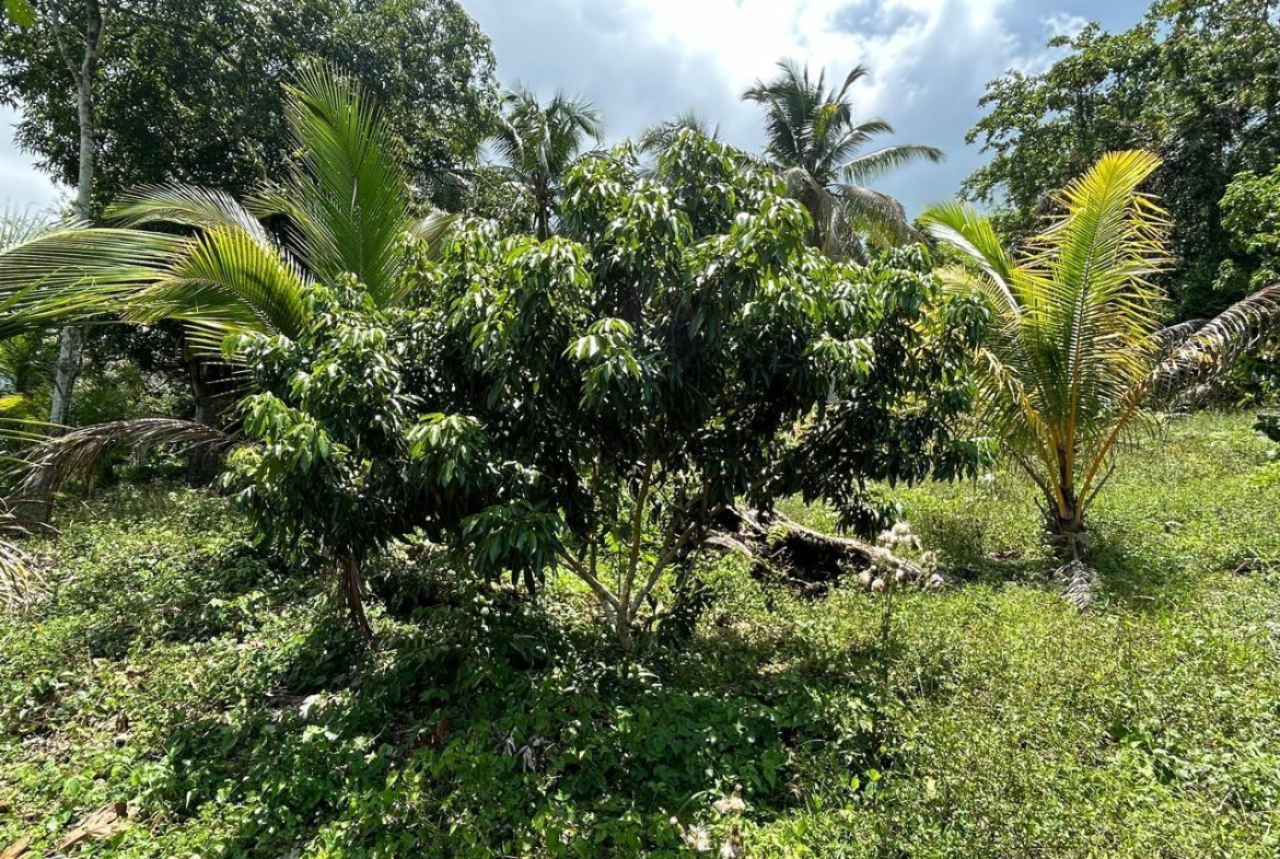 Second image of 14 Content 2 L/s Ramble in Ramble, Hanover, Jamaica - property is For Sale