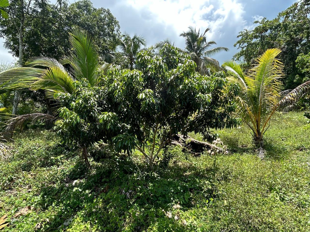 10-Acre-Residential-Lot-with-Fruit-Trees-Pastures-for-Sale-in-Hanover-Jamaica Second image of 14 Content 2 L/s Ramble in Ramble, Hanover, Jamaica - property is For Sale