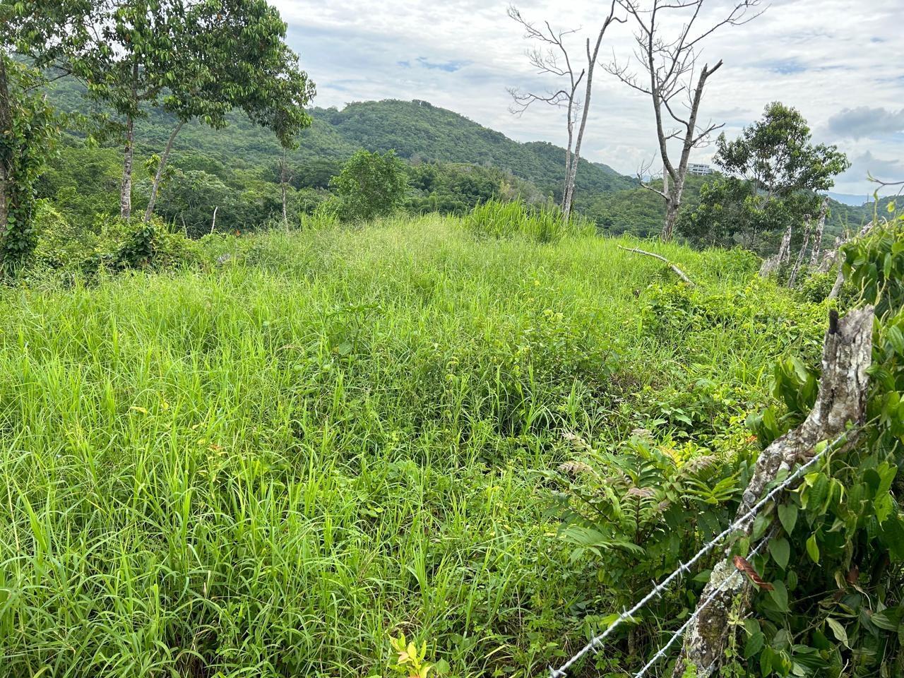 10-Acre-Residential-Lot-with-Fruit-Trees-Pastures-for-Sale-in-Hanover-Jamaica Third image of 14 Content 2 L/s Ramble in Ramble, Hanover, Jamaica - property is For Sale