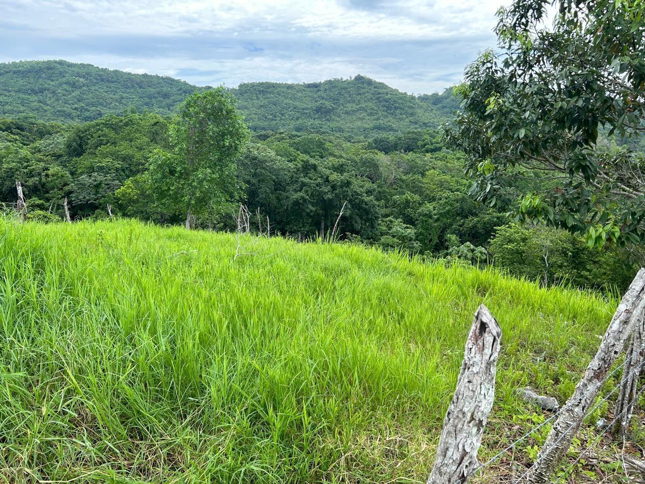 10-Acre-Residential-Lot-with-Fruit-Trees-Pastures-for-Sale-in-Hanover-Jamaica Fourth image of 14 Content 2 L/s Ramble in Ramble, Hanover, Jamaica - property is For Sale