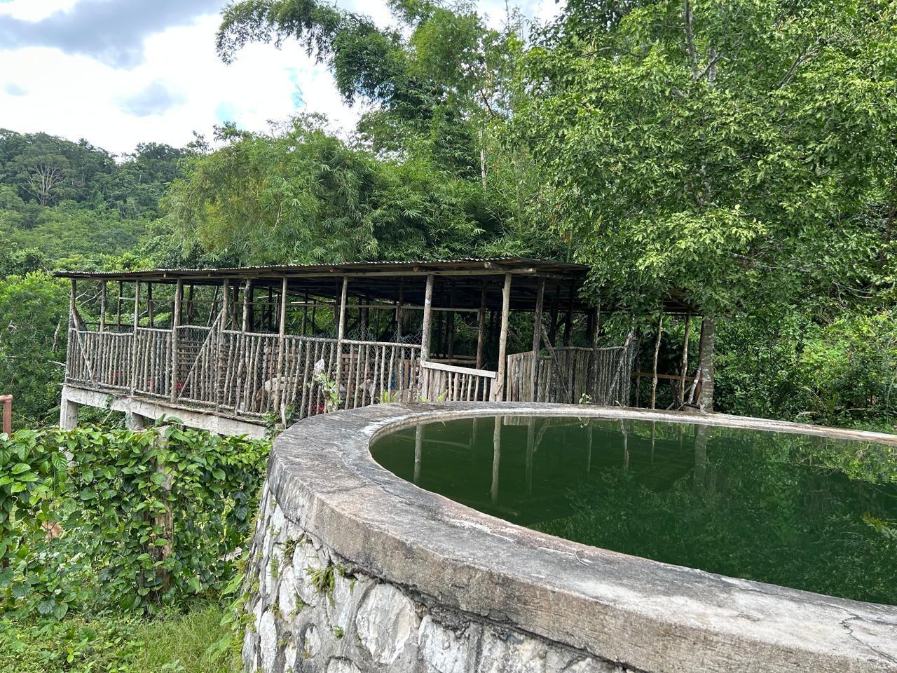 10-Acre-Residential-Lot-with-Fruit-Trees-Pastures-for-Sale-in-Hanover-Jamaica Fifth image of 14 Content 2 L/s Ramble in Ramble, Hanover, Jamaica - property is For Sale