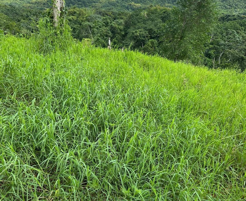 Sixth image of 14 Content 2 L/s Ramble in Ramble, Hanover, Jamaica - property is For Sale