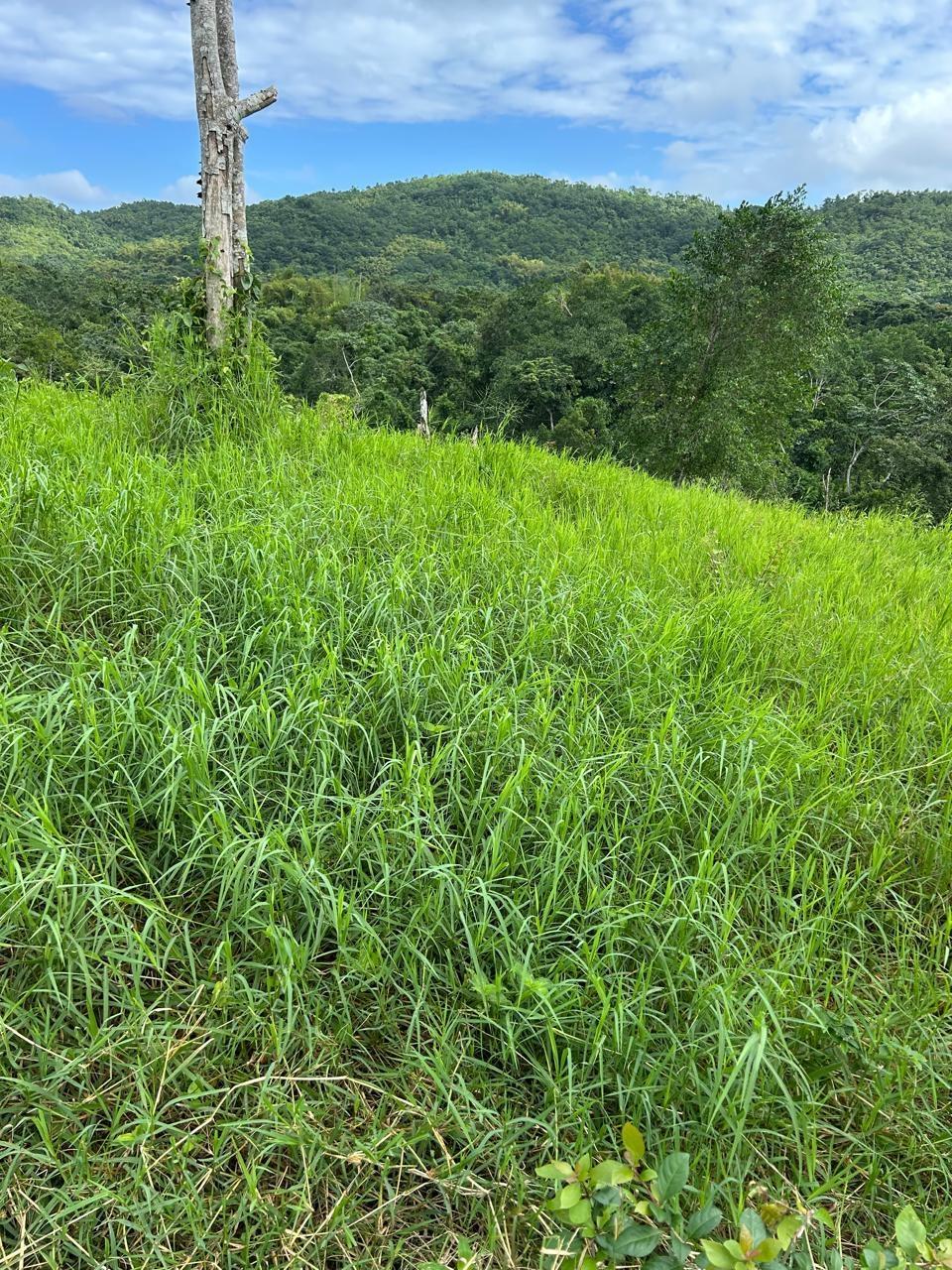 10-Acre-Residential-Lot-with-Fruit-Trees-Pastures-for-Sale-in-Hanover-Jamaica Sixth image of 14 Content 2 L/s Ramble in Ramble, Hanover, Jamaica - property is For Sale