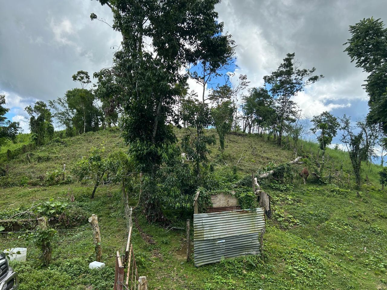 10-Acre-Residential-Lot-with-Fruit-Trees-Pastures-for-Sale-in-Hanover-Jamaica Seventh image of 14 Content 2 L/s Ramble in Ramble, Hanover, Jamaica - property is For Sale