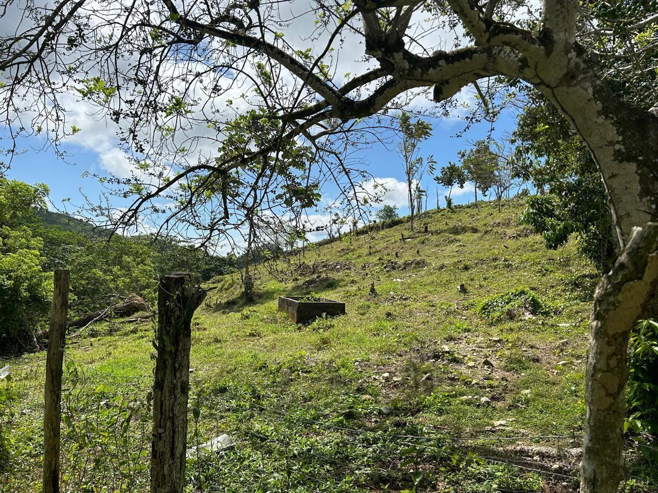 10-Acre-Residential-Lot-with-Fruit-Trees-Pastures-for-Sale-in-Hanover-Jamaica First image of 14 Content 2 L/s Ramble in Ramble, Hanover, Jamaica - property is For Sale