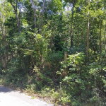 First image of Orange Grove, White Hou in Aberdeen, St. Elizabeth, Jamaica - property is For Sale