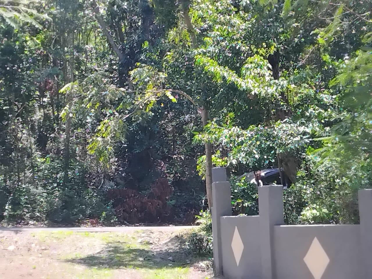 Fourth image of Orange Grove, White Hou in Aberdeen, St. Elizabeth, Jamaica - property is For Sale