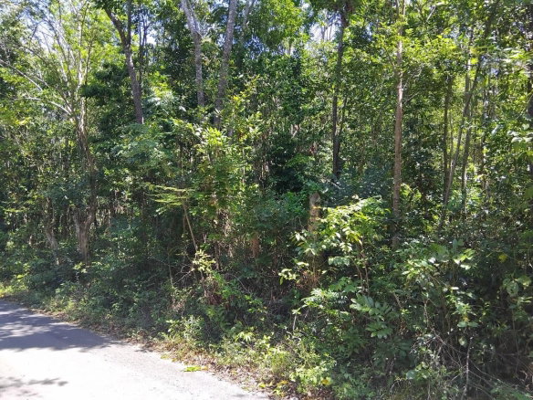 First image of Orange Grove, White Hou in Aberdeen, St. Elizabeth, Jamaica - property is For Sale