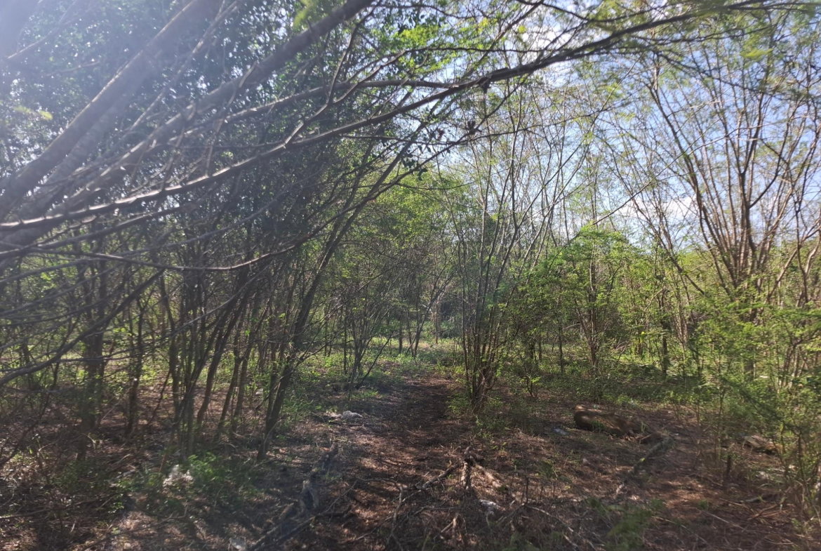 Fourth image of Sevens Plantation Estate in May Pen, Clarendon, Jamaica - property is For Sale