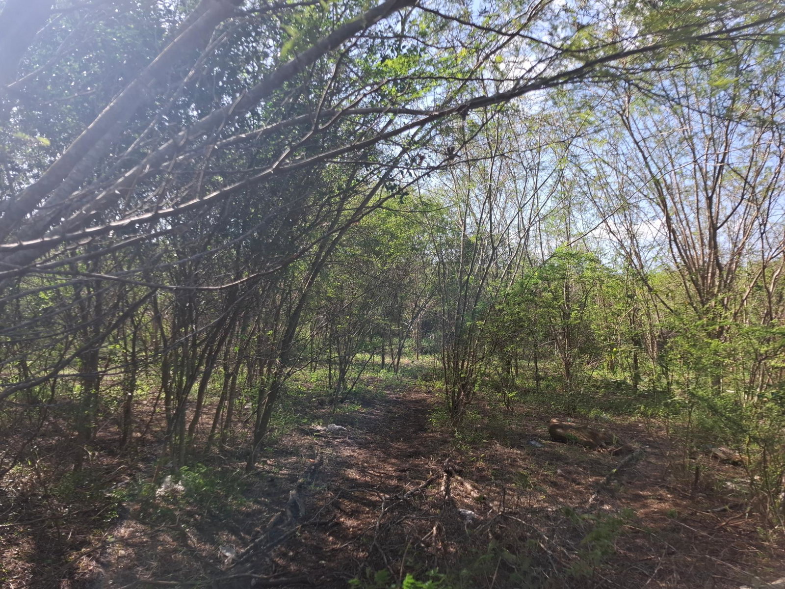 Fourth image of Sevens Plantation Estate in May Pen, Clarendon, Jamaica - property is For Sale