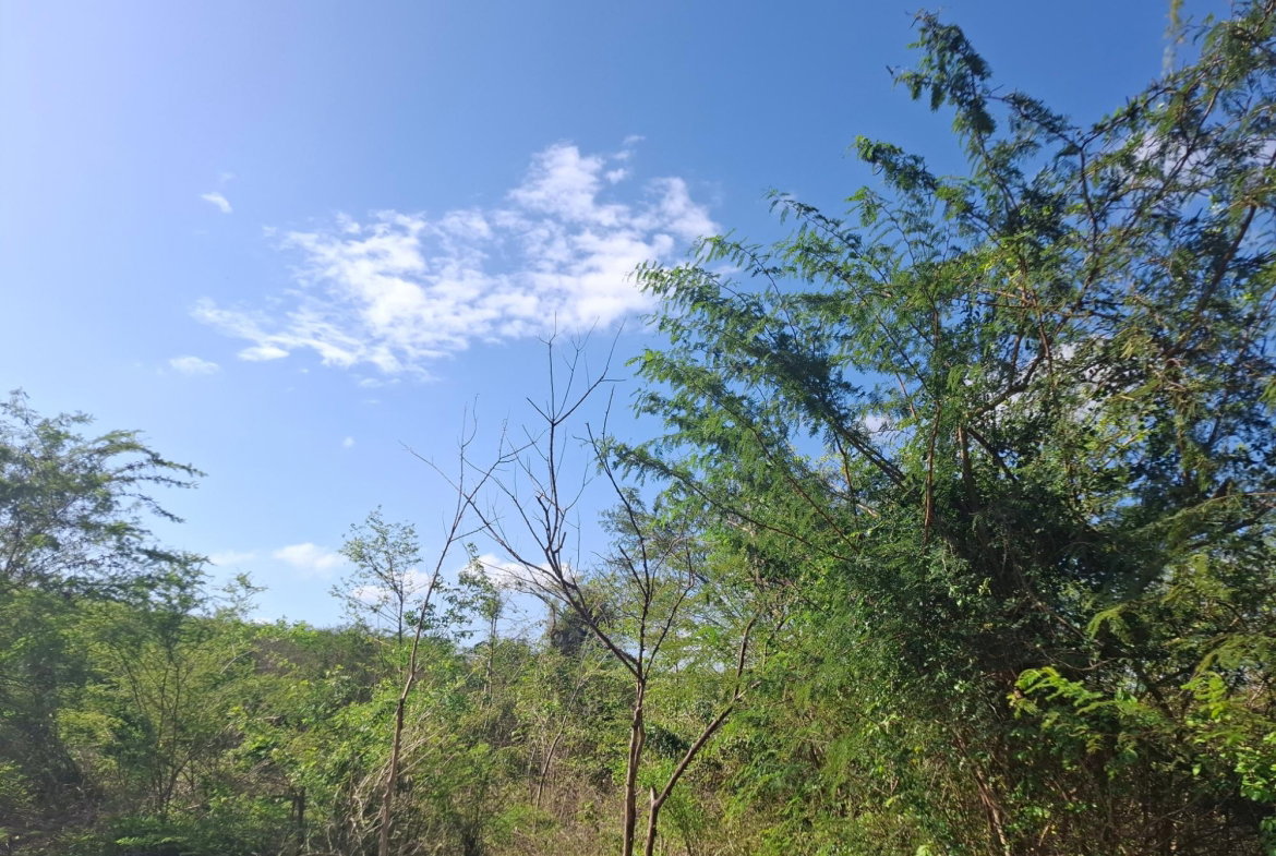 Seventh image of Sevens Plantation Estate in May Pen, Clarendon, Jamaica - property is For Sale