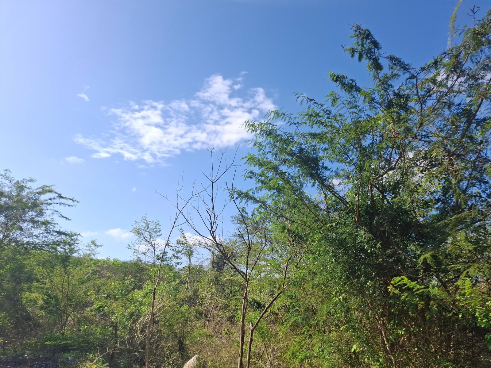 Seventh image of Sevens Plantation Estate in May Pen, Clarendon, Jamaica - property is For Sale