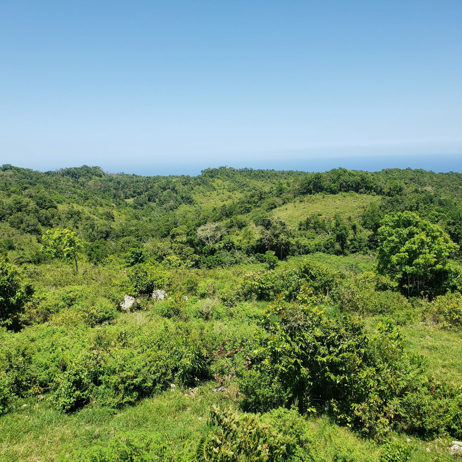 100-Acres-of-Prime-Agricultural-Land-for-Sale-in-Arthurs-Seat-St.-Ann-Jamaica Second image of Arthurs Seat, Epworth in Epworth, St. Ann, Jamaica - property is For Sale