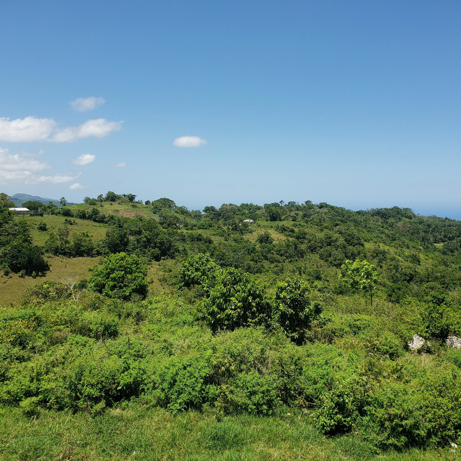 100-Acres-of-Prime-Agricultural-Land-for-Sale-in-Arthurs-Seat-St.-Ann-Jamaica First image of Arthurs Seat, Epworth in Epworth, St. Ann, Jamaica - property is For Sale