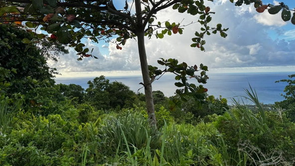 Second image of Friendship Grove, Hopewel in Friendship, Hanover, Jamaica - property is For Sale