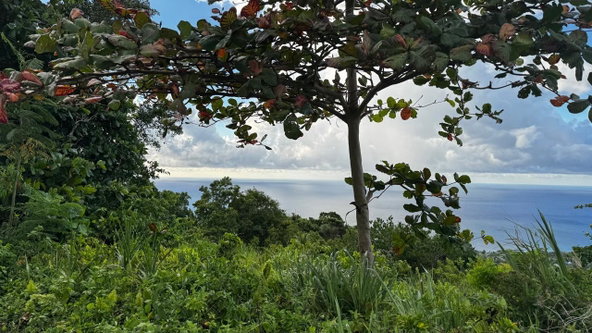 Third image of Friendship Grove, Hopewel in Friendship, Hanover, Jamaica - property is For Sale