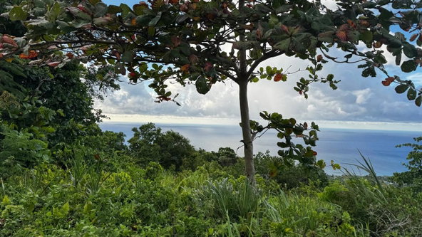 Eighth image of Friendship Grove, Hopewel in Friendship, Hanover, Jamaica - property is For Sale