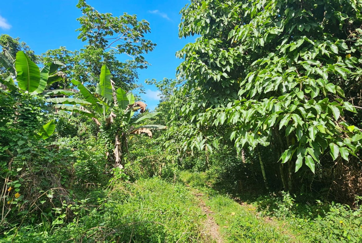Second image of Woodstock Estate Buff Bay in Buff Bay, Portland, Jamaica - property is For Sale