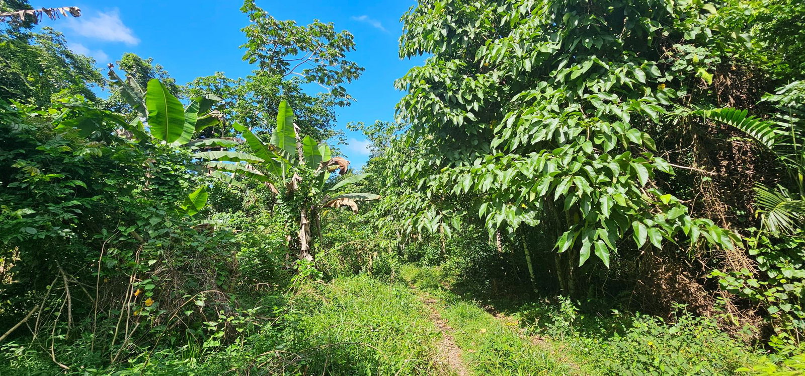 Second image of Woodstock Estate Buff Bay in Buff Bay, Portland, Jamaica - property is For Sale