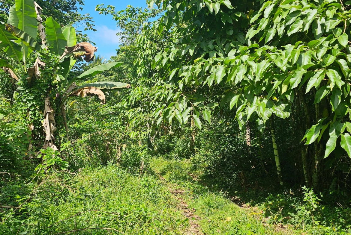 Fourth image of Woodstock Estate Buff Bay in Buff Bay, Portland, Jamaica - property is For Sale