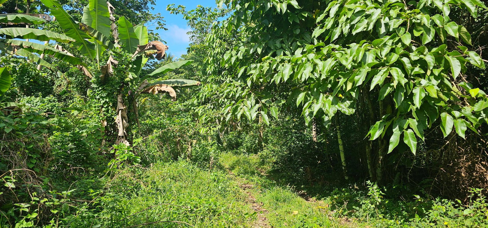 Fourth image of Woodstock Estate Buff Bay in Buff Bay, Portland, Jamaica - property is For Sale