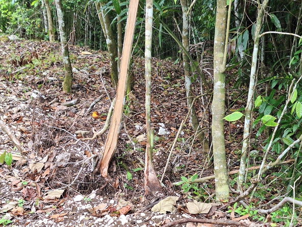 Tenth image of 21- Sligoville Main Road in Sligoville, St. Catherine, Jamaica - property is For Sale