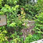 First image of 22- Sligoville Main Road in Sligoville, St. Catherine, Jamaica - property is For Sale