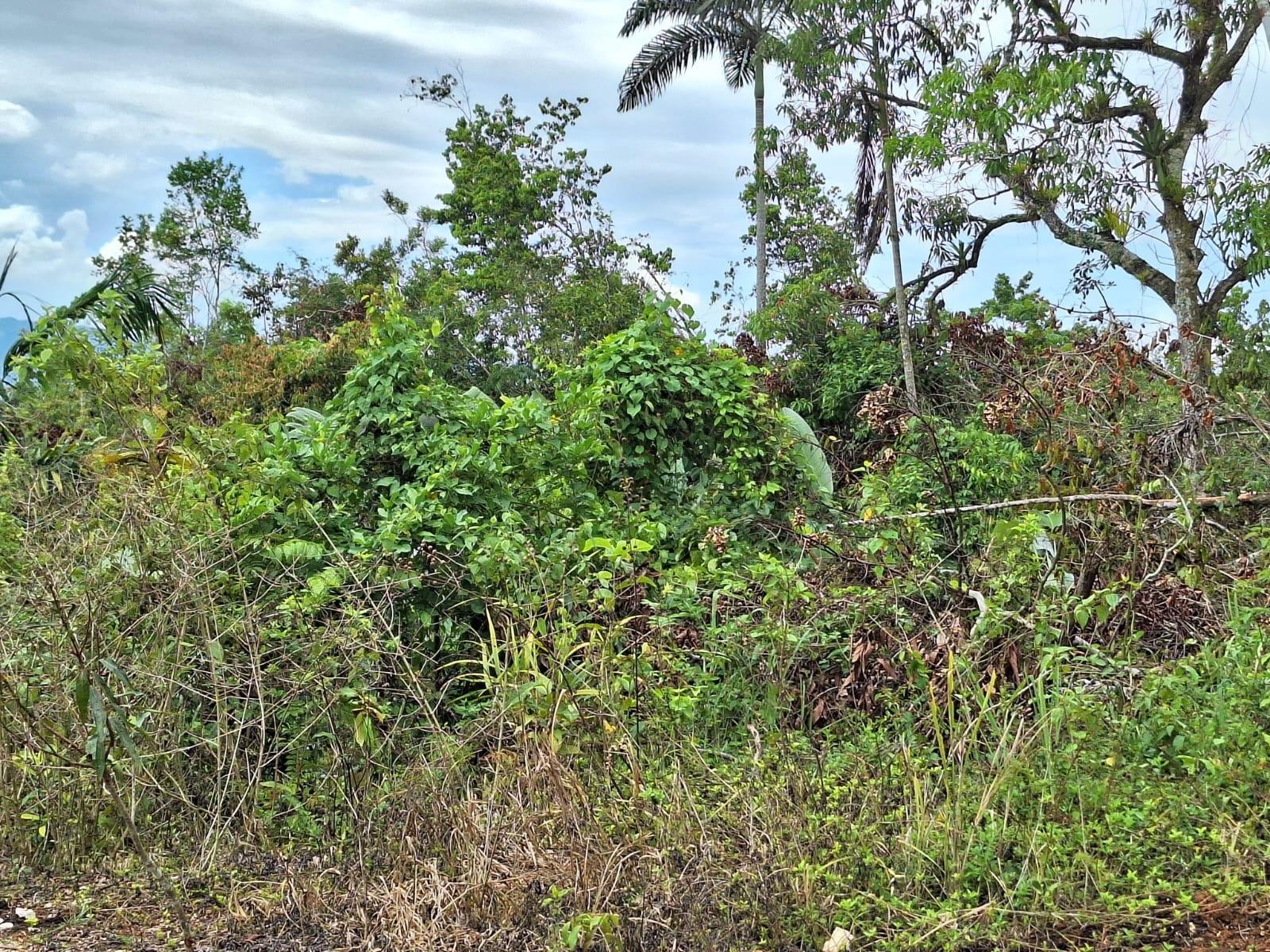 Second image of 23- Sligoville Main Road in Sligoville, St. Catherine, Jamaica - property is For Sale