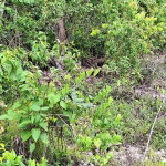 First image of 23- Sligoville Main Road in Sligoville, St. Catherine, Jamaica - property is For Sale