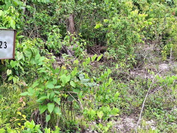 First image of 23- Sligoville Main Road in Sligoville, St. Catherine, Jamaica - property is For Sale