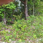 First image of 20- Sligoville in Sligoville, St. Catherine, Jamaica - property is For Sale
