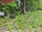 First image of 20- Sligoville in Sligoville, St. Catherine, Jamaica - property is For Sale