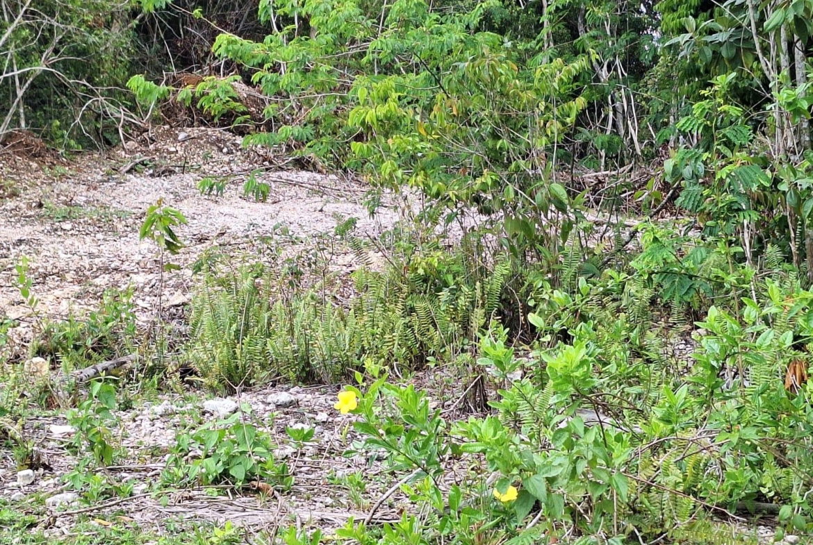 Second image of 20- Sligoville in Sligoville, St. Catherine, Jamaica - property is For Sale
