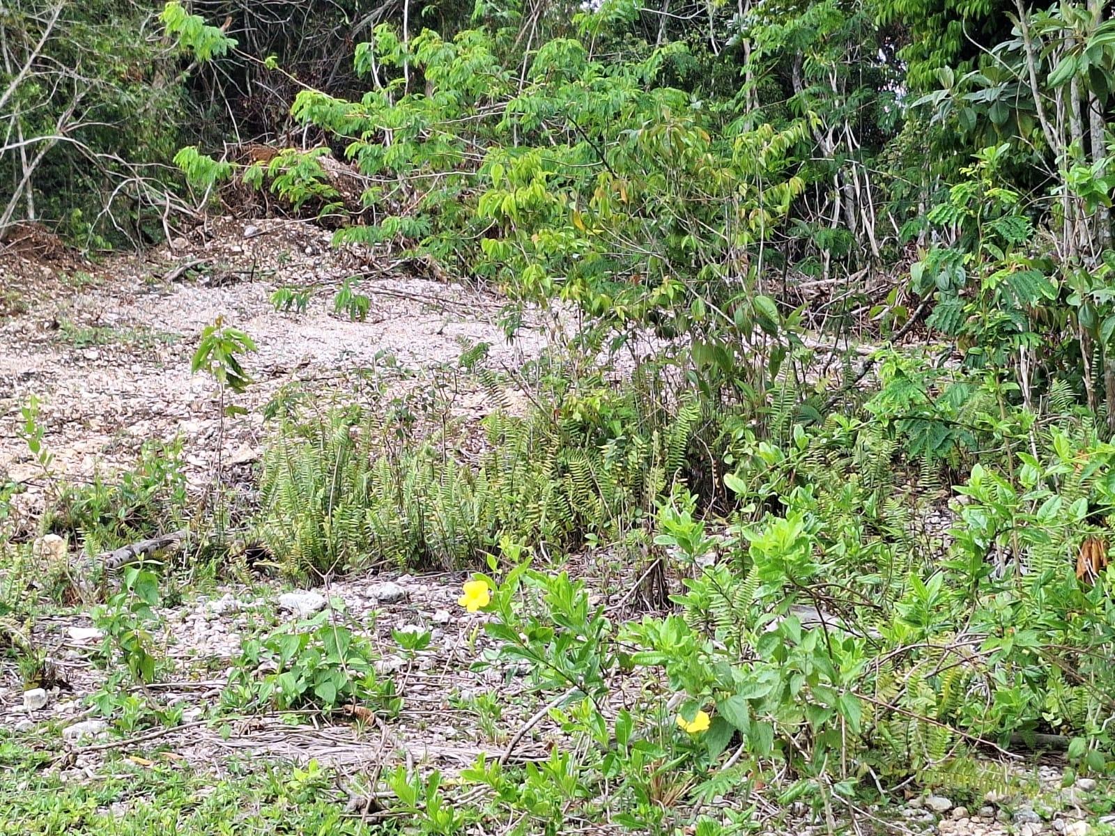 Second image of 20- Sligoville in Sligoville, St. Catherine, Jamaica - property is For Sale