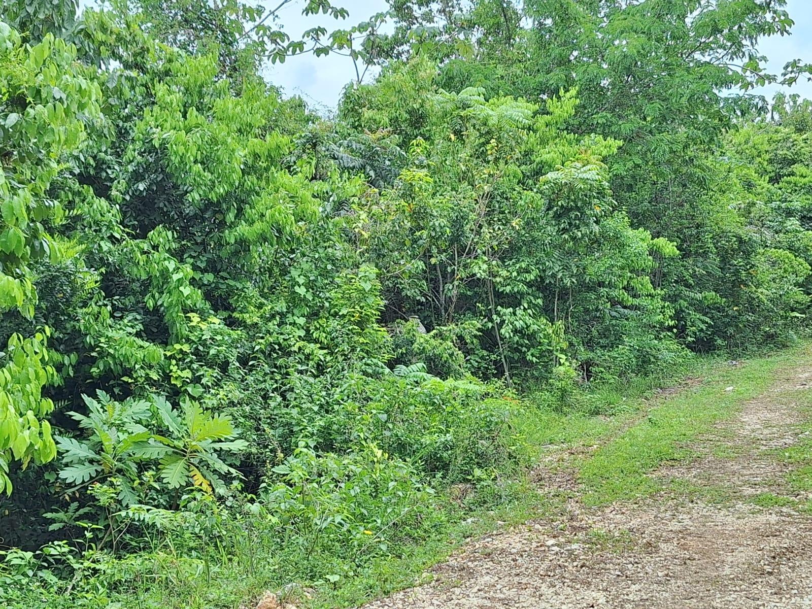 Fifth image of 14- Sligoville Main Road in Sligoville, St. Catherine, Jamaica - property is For Sale