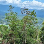 First image of Sligoville Main Road in Sligoville, St. Catherine, Jamaica - property is For Sale