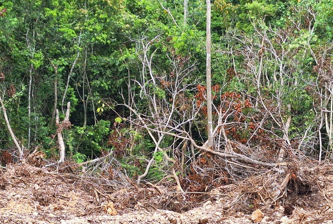 Third image of Sligoville Main Road in Sligoville, St. Catherine, Jamaica - property is For Sale