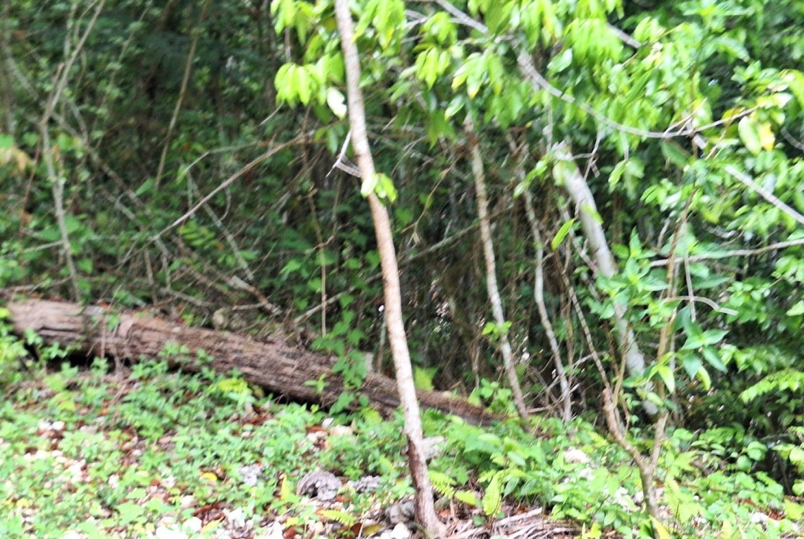 Fourth image of Sligoville Main Road in Sligoville, St. Catherine, Jamaica - property is For Sale