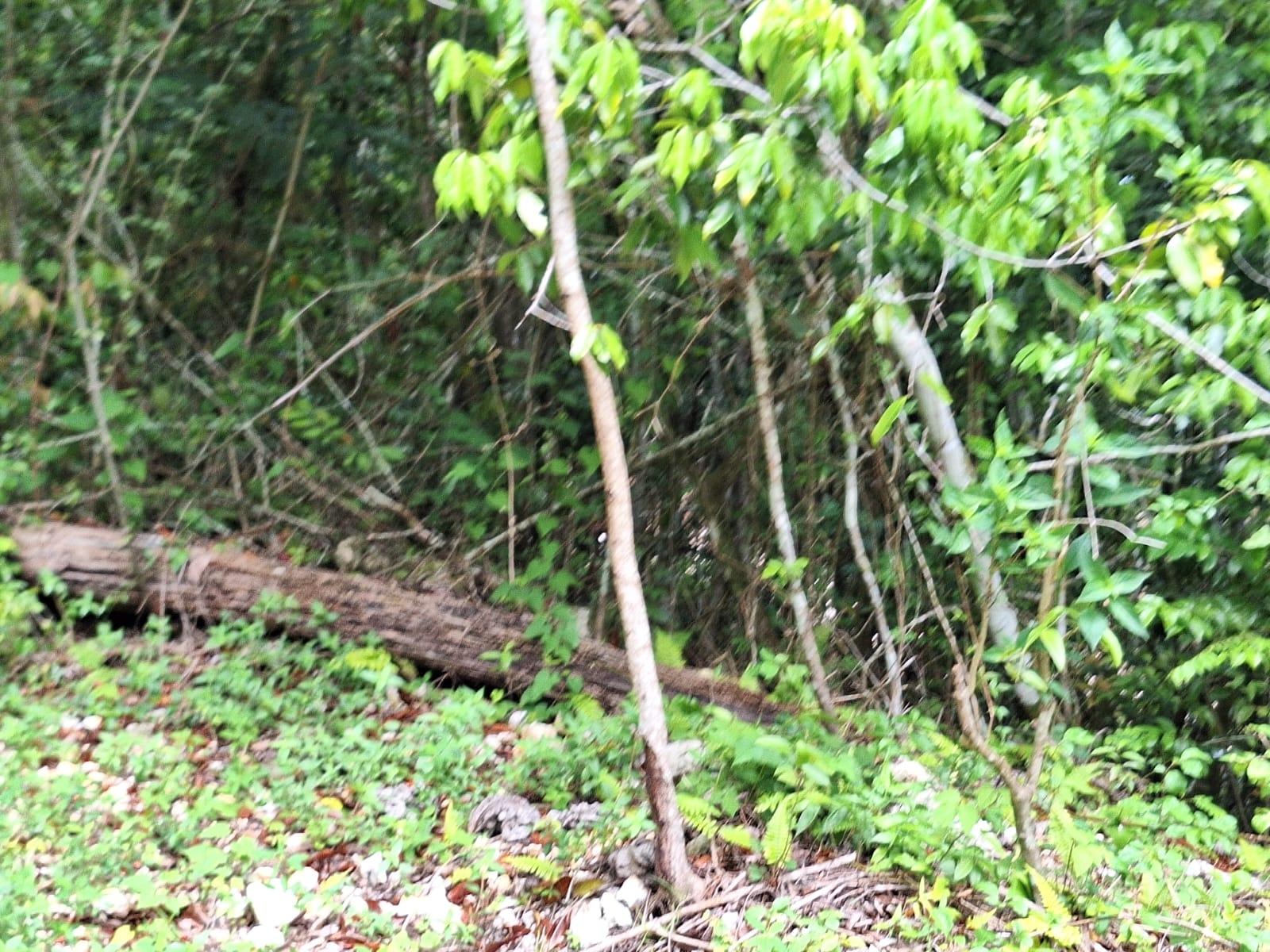 19-Acre-Scenic-Property-for-Sale-in-Sligoville-St.-Catherine-Jamaica Fourth image of Sligoville Main Road in Sligoville, St. Catherine, Jamaica - property is For Sale