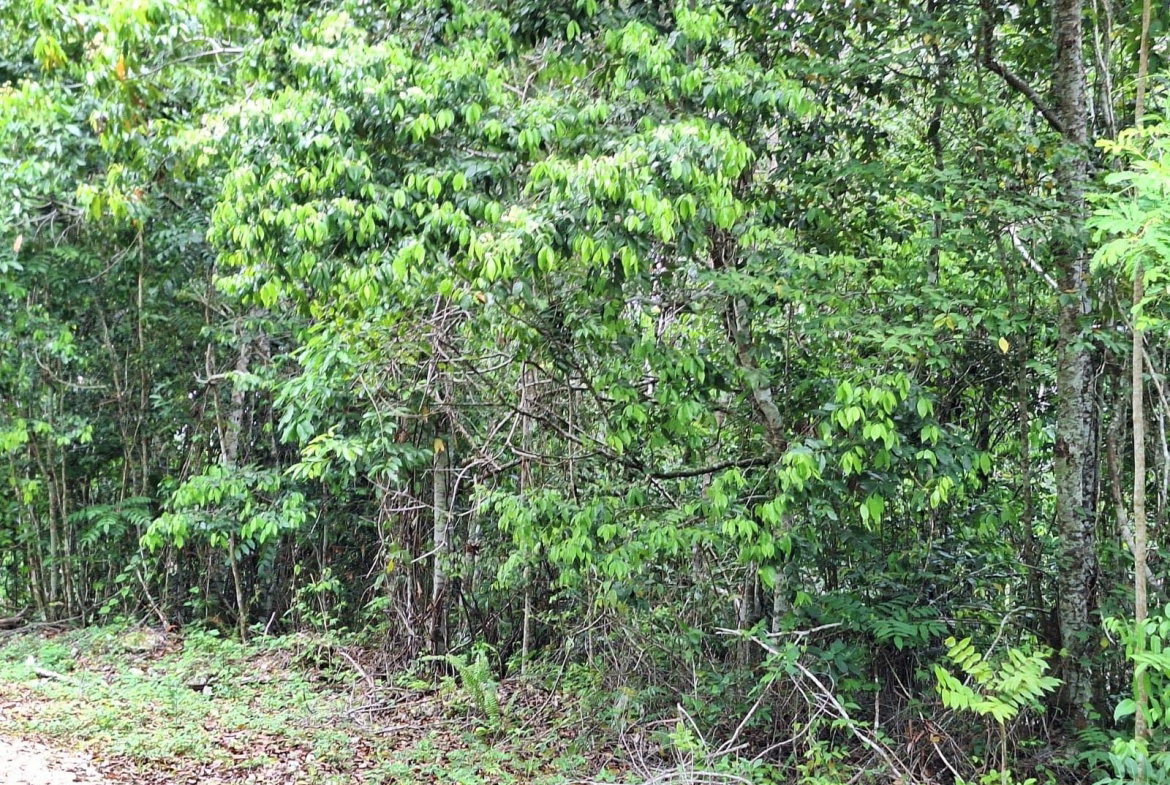 Eighth image of Sligoville Main Road in Sligoville, St. Catherine, Jamaica - property is For Sale