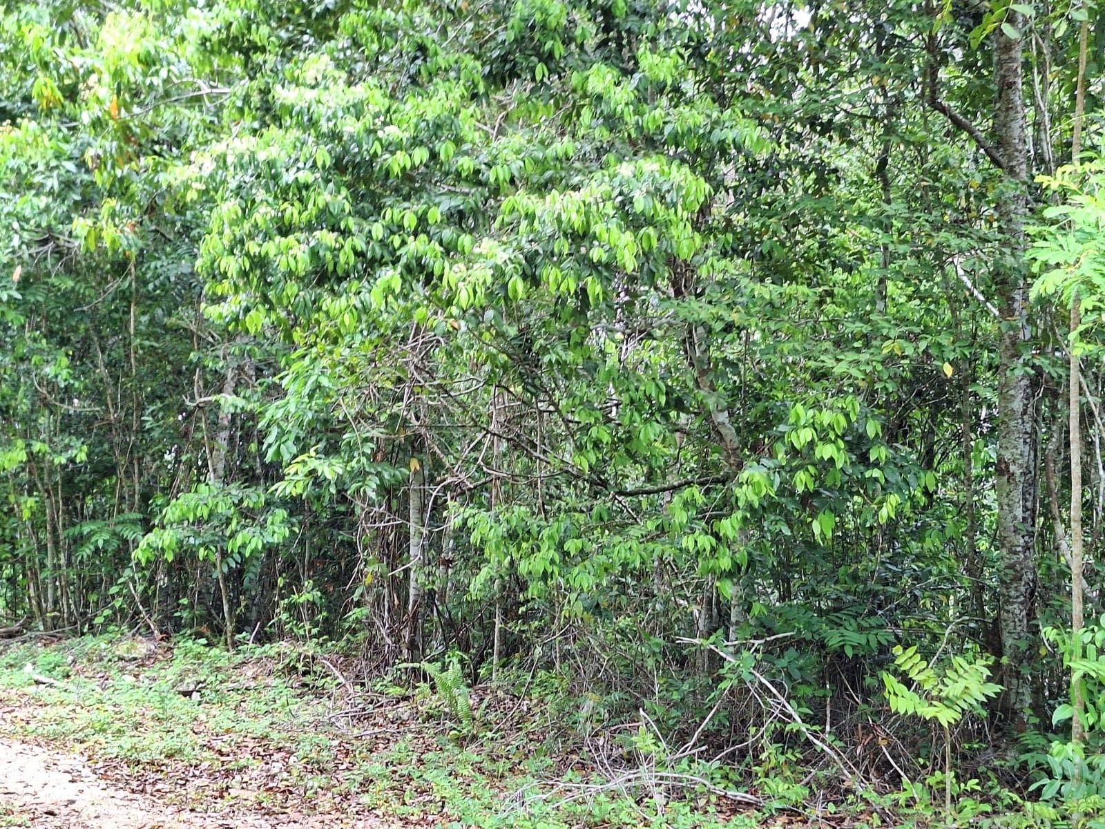 19-Acre-Scenic-Property-for-Sale-in-Sligoville-St.-Catherine-Jamaica Eighth image of Sligoville Main Road in Sligoville, St. Catherine, Jamaica - property is For Sale