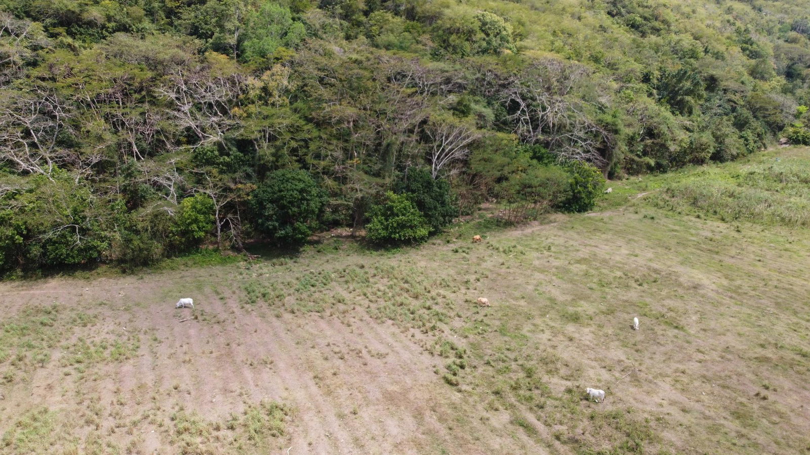 192-Acres-Residential-Development-Land-for-Sale-in-Rock-River-Clarendon-Jamaica Eighteenth image of Rock River,retreat,claren in Rock River, Clarendon, Jamaica - property is For Sale