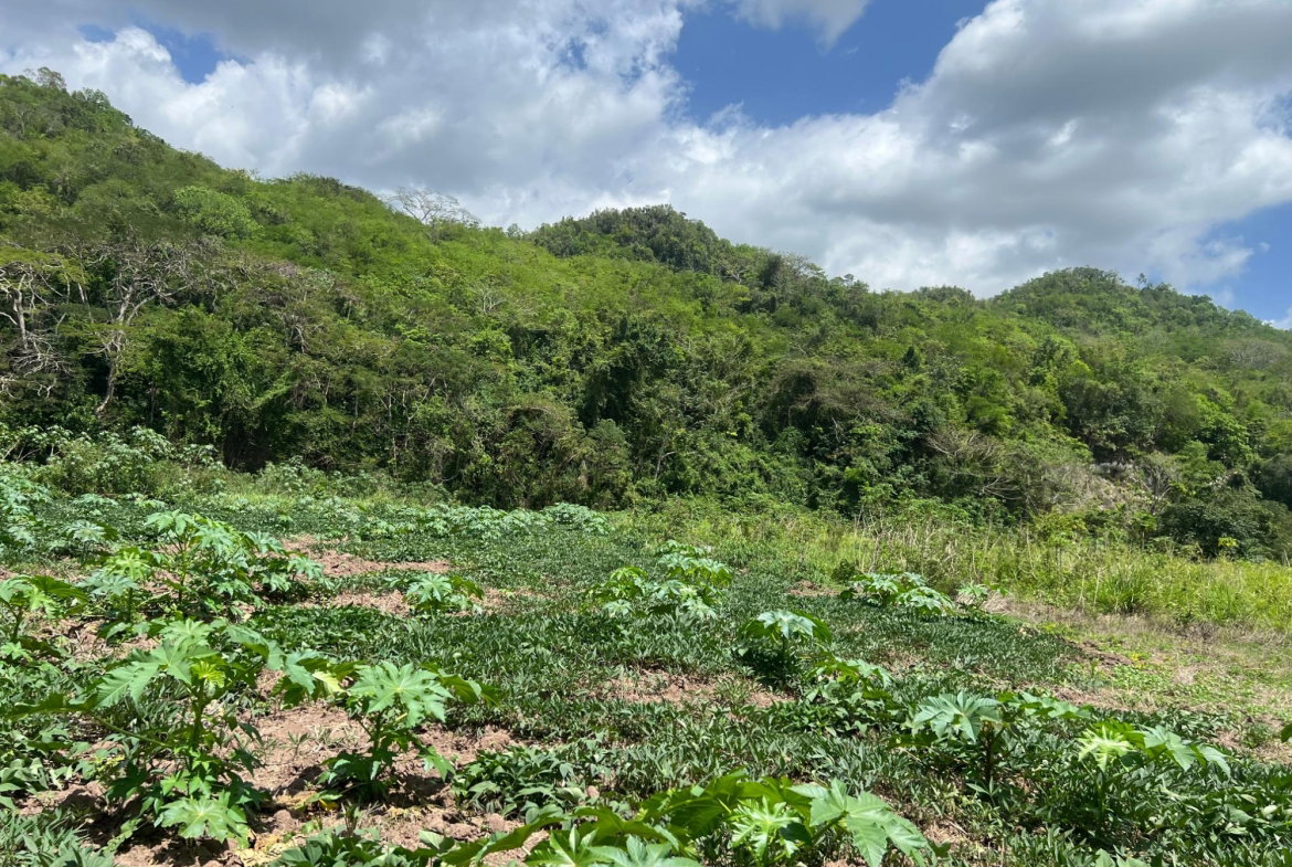 Twenty-First image of Rock River,retreat,claren in Rock River, Clarendon, Jamaica - property is For Sale