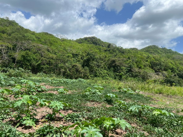 Twenty-First image of Rock River,retreat,claren in Rock River, Clarendon, Jamaica - property is For Sale