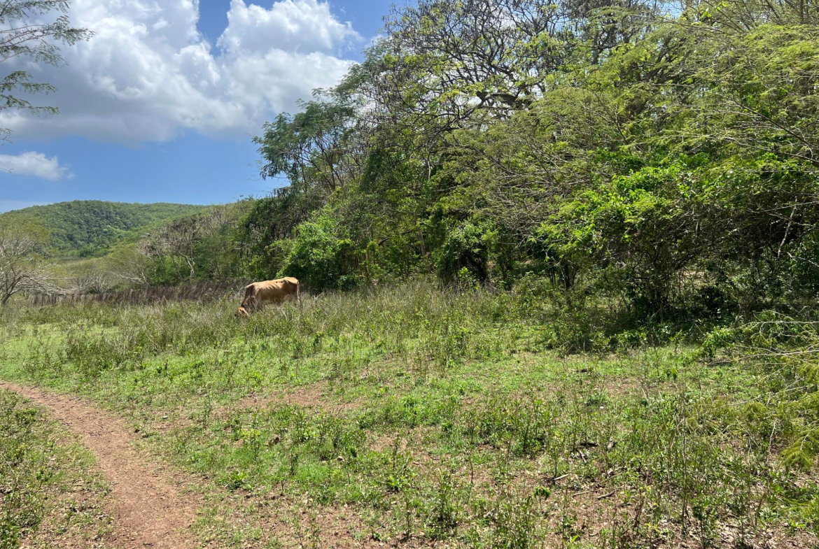 Twenty-Third image of Rock River,retreat,claren in Rock River, Clarendon, Jamaica - property is For Sale