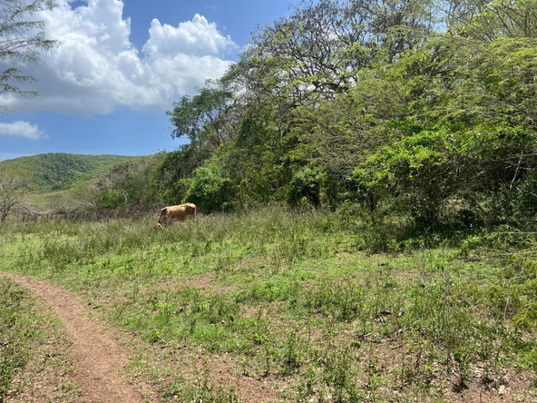 Twenty-Third image of Rock River,retreat,claren in Rock River, Clarendon, Jamaica - property is For Sale