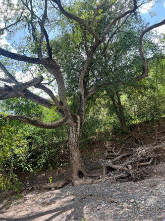 Twenty-Fifth image of Rock River,retreat,claren in Rock River, Clarendon, Jamaica - property is For Sale