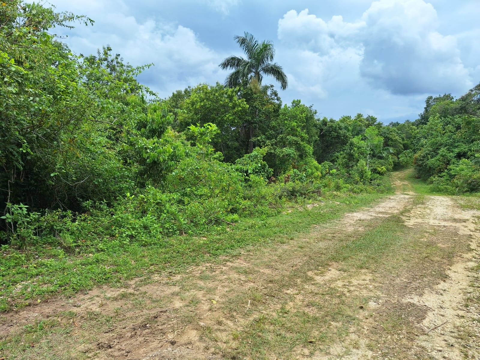 21-Acre-Scenic-Property-for-Sale-in-Sligoville-St.-Catherine-Jamaica Second image of Sligoville Main Road in Sligoville, St. Catherine, Jamaica - property is For Sale