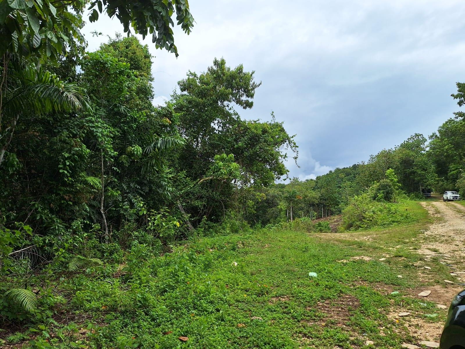 21.4-Acre-Scenic-Farm-Land-for-Sale-in-Sligoville-St.-Catherine-Jamaica Fourth image of Sligoville Main Road in Sligoville, St. Catherine, Jamaica - property is For Sale